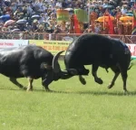 1-86900358714617743571437-70611384772760397268530-16567682456001852019838-2.webp