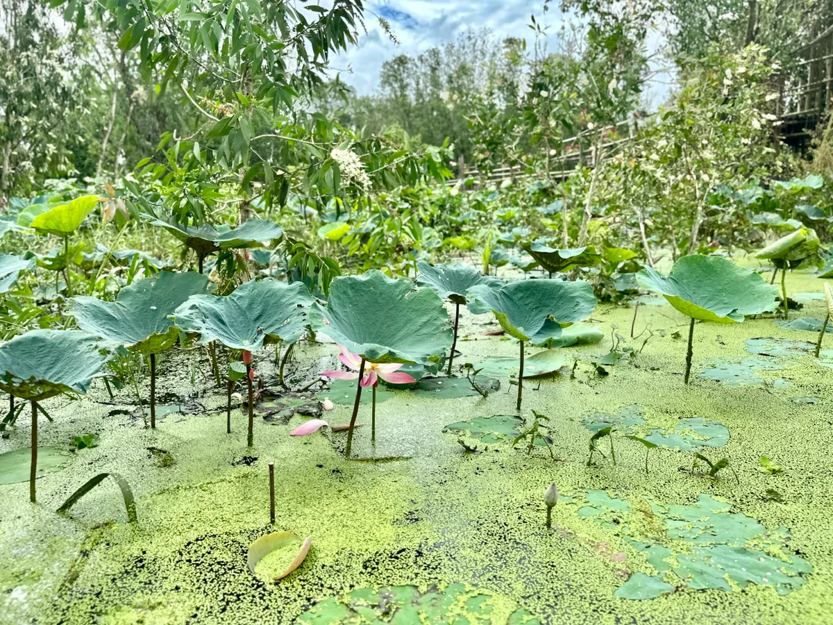 An Giang: điểm hẹn tâm linh và sinh thái của Đồng bằng sông Cửu Long- Ảnh 3.