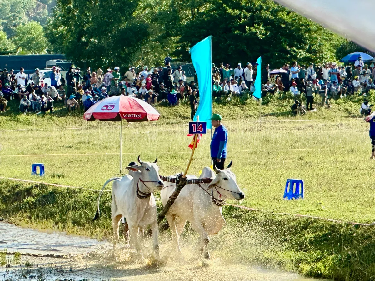 Độc đáo Hội đua bò Bảy Núi - Ảnh 8.
