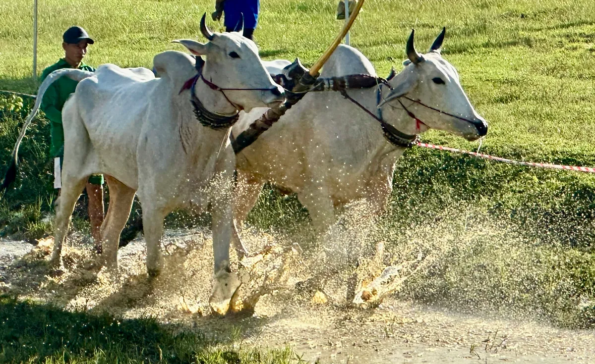 Độc đáo Hội đua bò Bảy Núi - Ảnh 9.