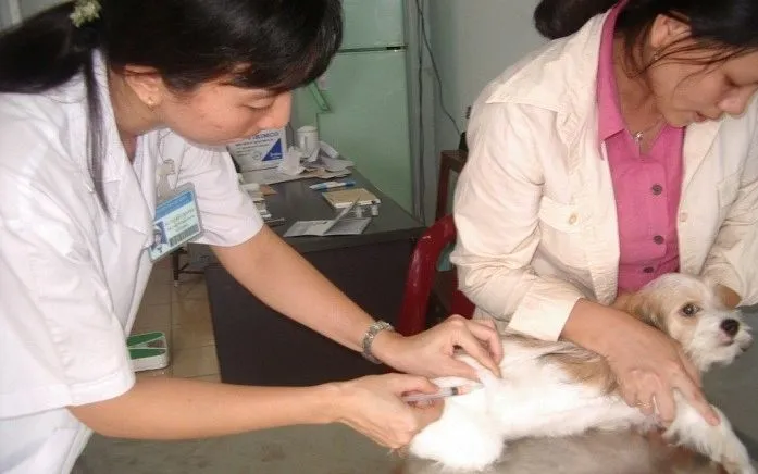 Tiêm vaccine phòng bệnh dại cho chó. Ảnh: Chi cục Chăn nuôi và Thú y TP Hồ Chí Minh