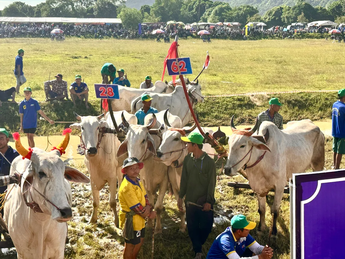 Độc đáo Hội đua bò Bảy Núi - Ảnh 4.